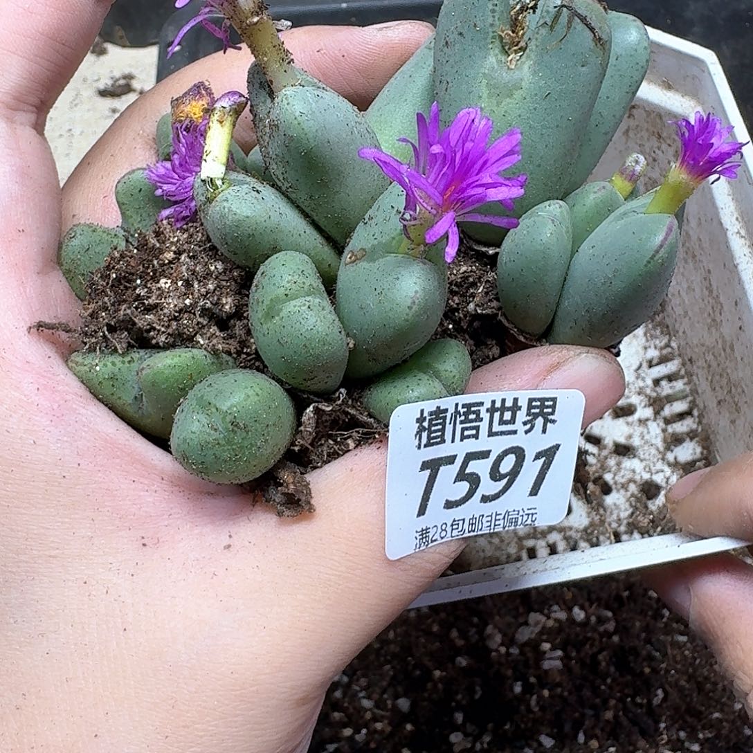 多肉植物的润泽风格吧