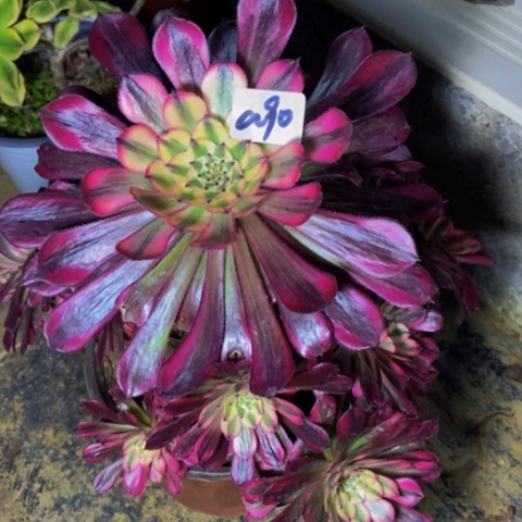 红同白多肉90多肉不包断