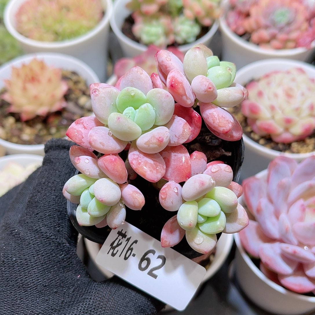 花16-62洛神群生