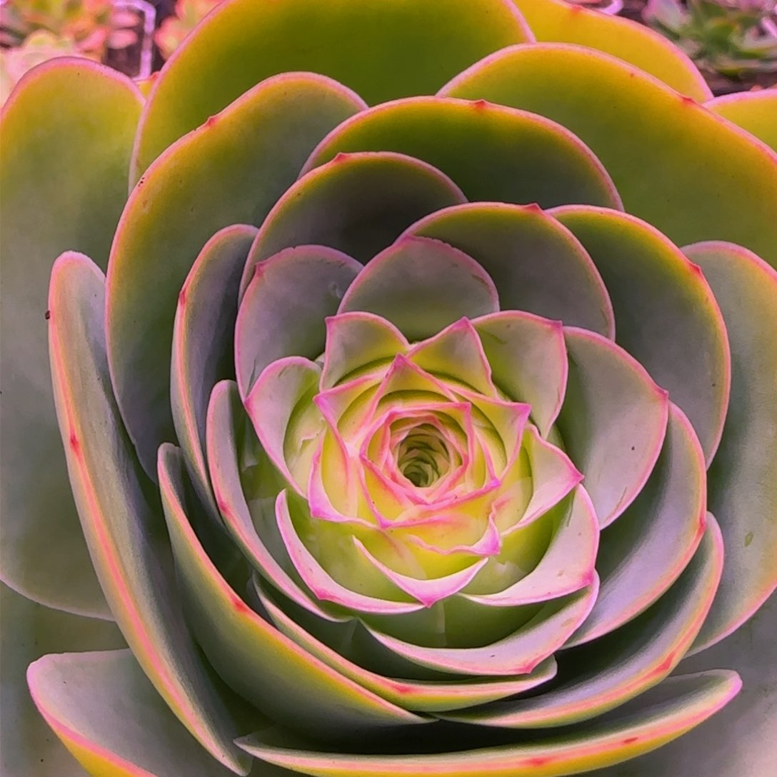 王妃玫瑰1343537676767686863