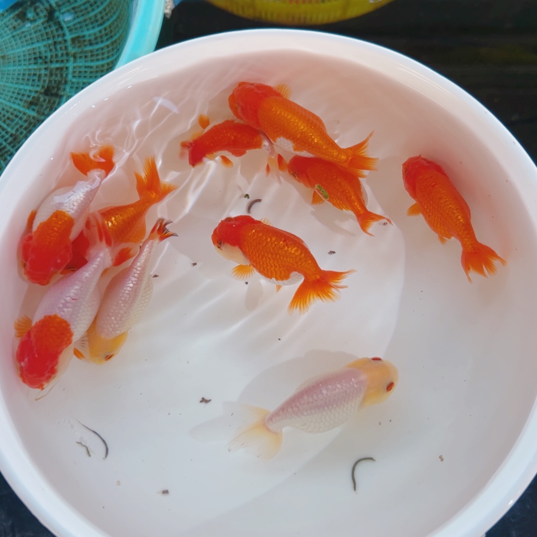 海水鱼11111111111条