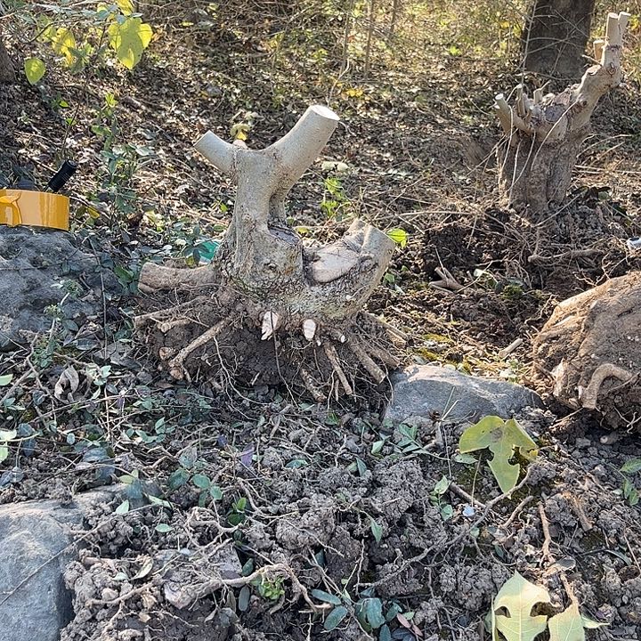 泉***水无花朵对节白蜡素材一颗