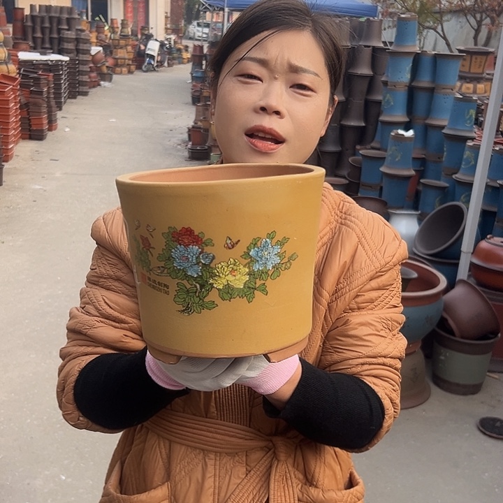 黄色花开富贵小一个花盆花盆花盆