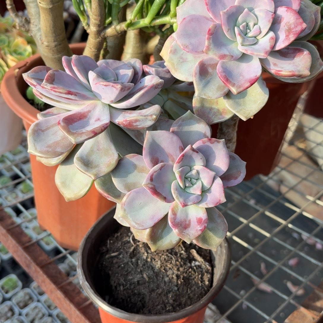 紫乐多肉整群14㎝盆