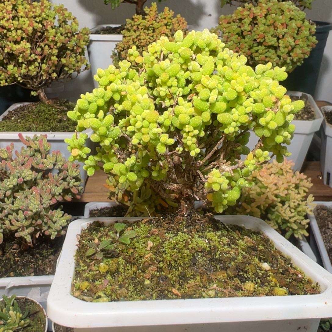 D3042金桔精控老桩