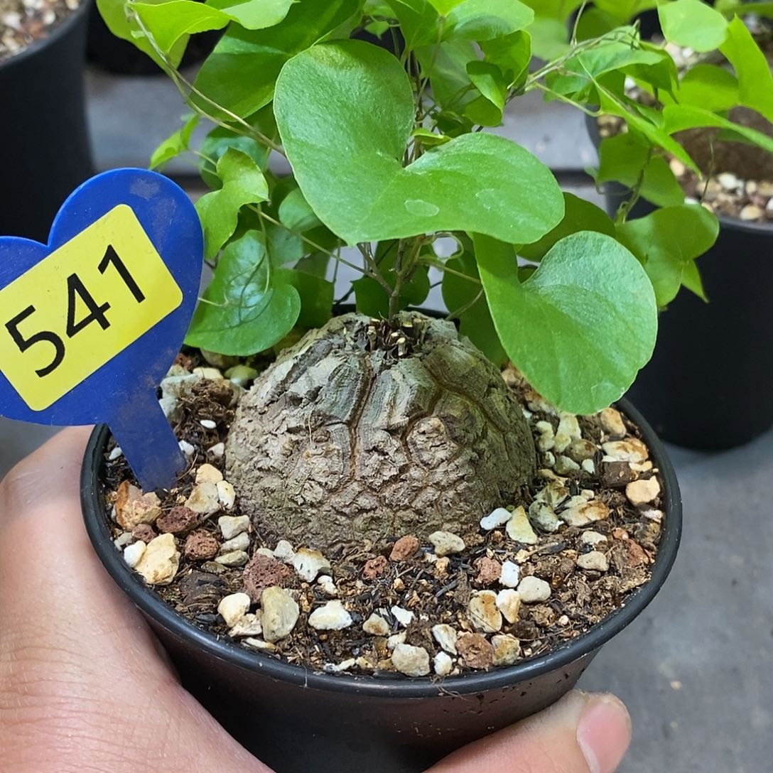 南非龟甲龙龟甲龙