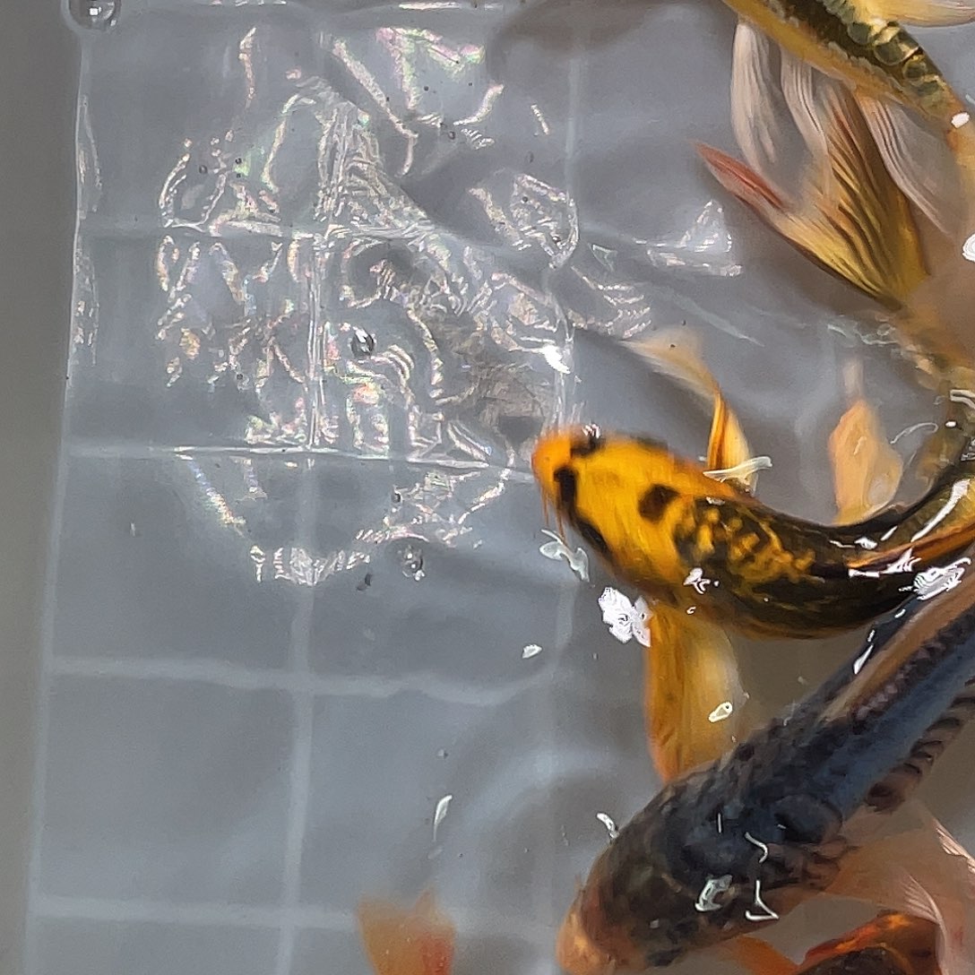 锦鲤包邮，包损，47