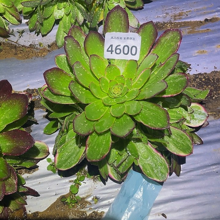 4600孔雀翎多肉植物