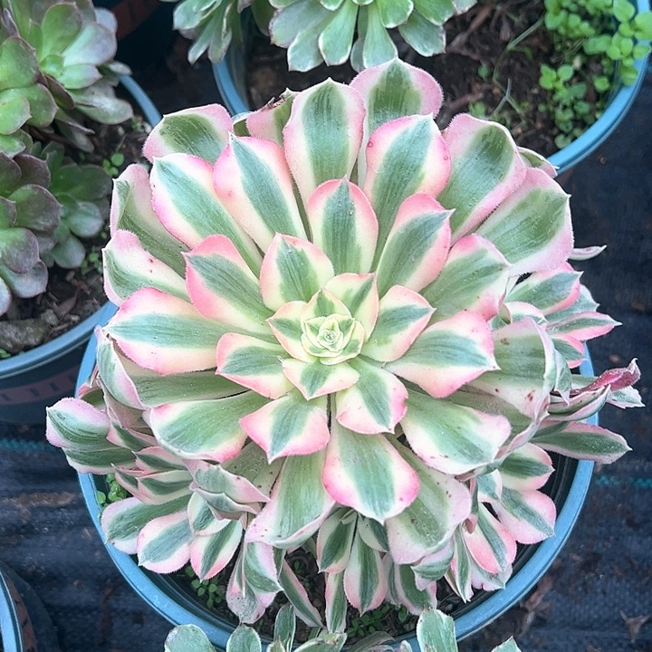 0664粉女郎多肉植物