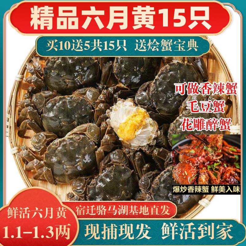 【六月黄到手15只】1.1-1.3两 鲜活骆马湖螃蟹鲜活毛蟹河蟹香辣蟹
