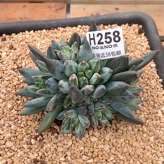 重楼大群258 亏本处理退款拉黑7-8天发货