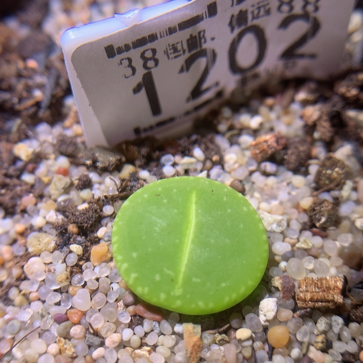 Sss精品生石花1202