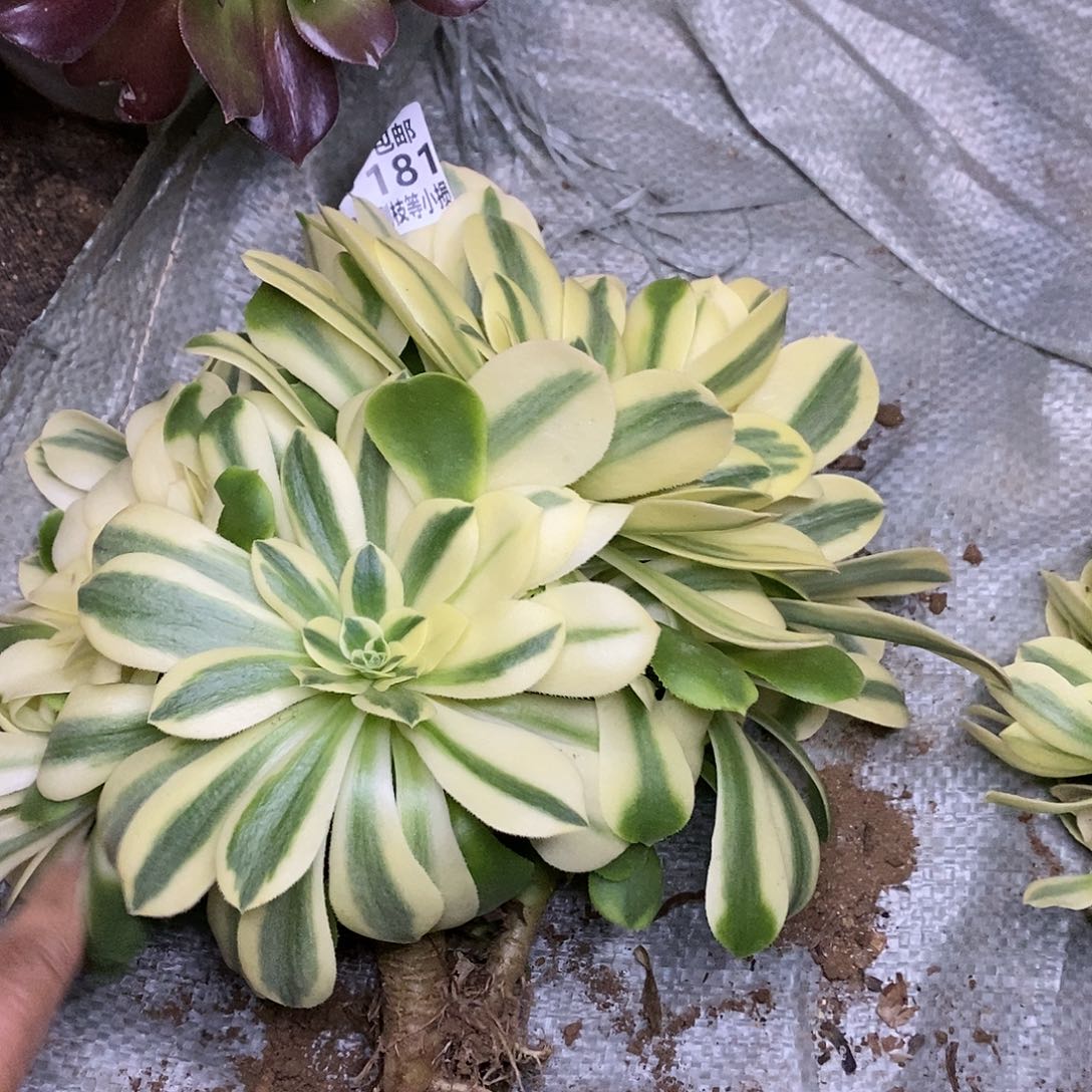 181辛尼亚多肉老桩有砍