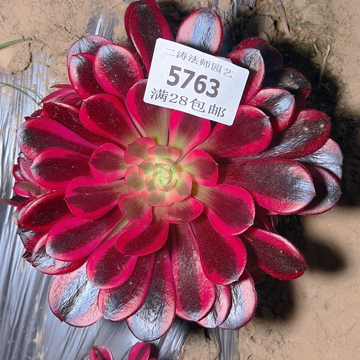 5763蛇毒多肉植物2号