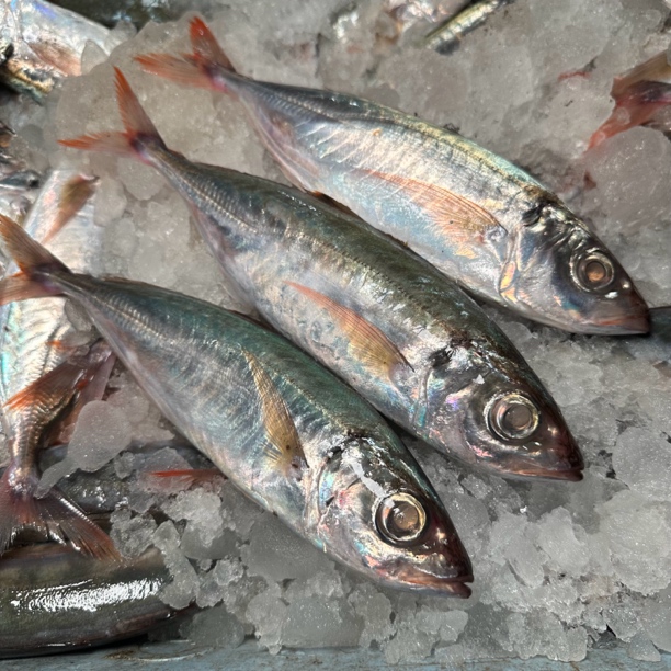 红尾巴浪鱼 包没腥味没酸味 肉嫩鲜美油脂香特别难有