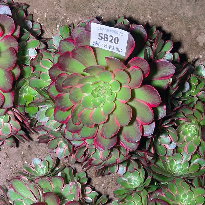 5820粉花妖多肉植物