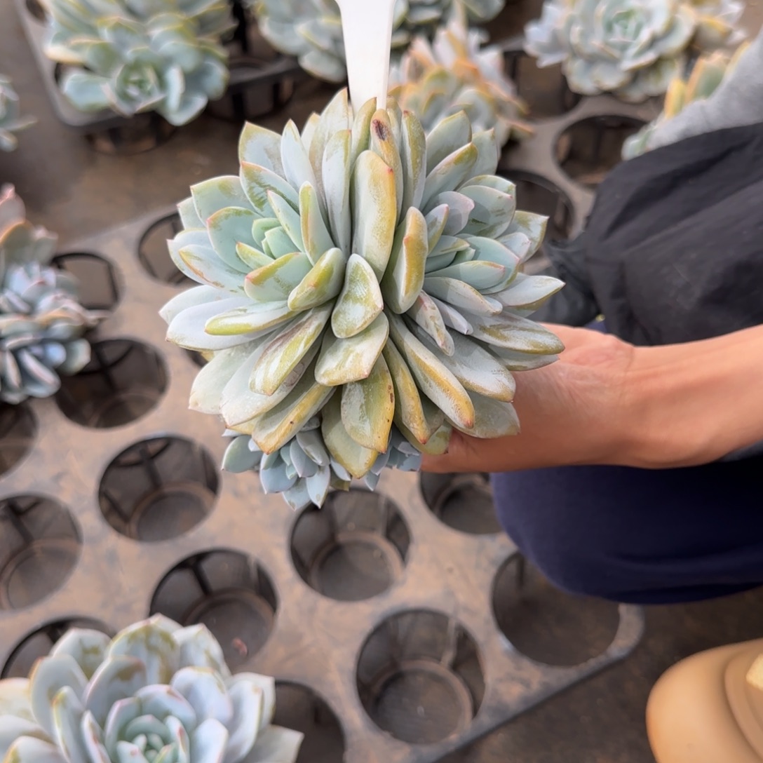 @***朱奶茶。   1321号。    