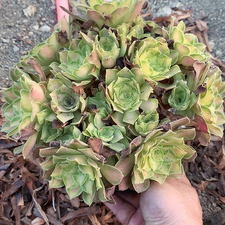 796韶华多肉植物