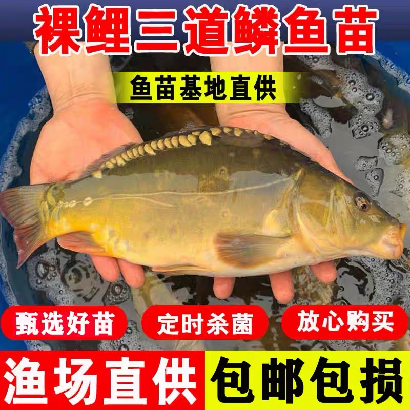 裸鲤鱼淡水鱼苗耐寒耐氧好养殖观赏食用无甲三道鳞斑鱼