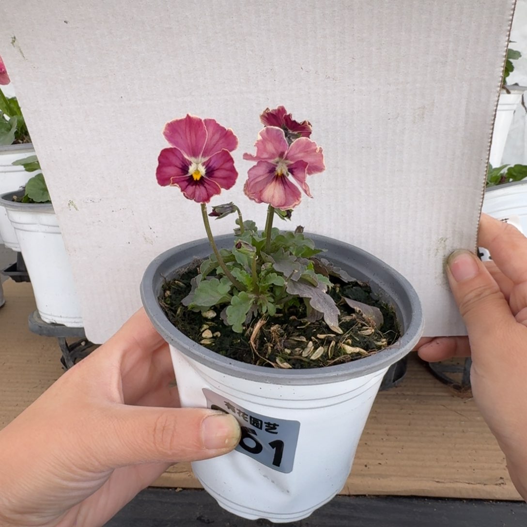 全部花朵861号角堇