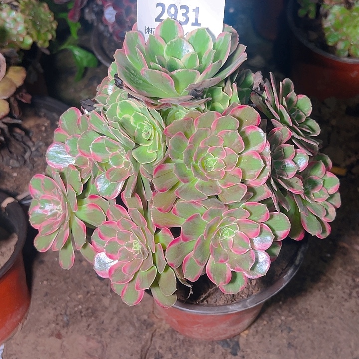 2931安娜多肉植物保护