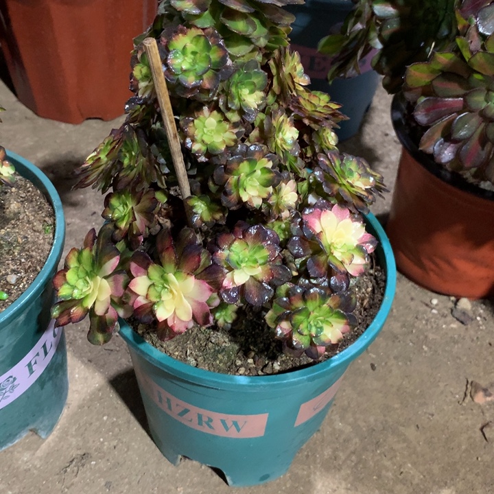 631海王七彩多肉植物特价