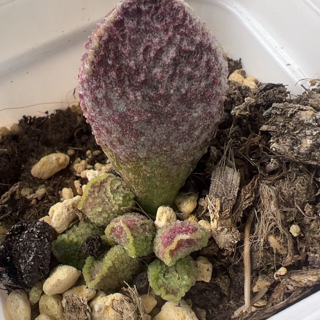 紫猪肝大苗多肉植物水泡