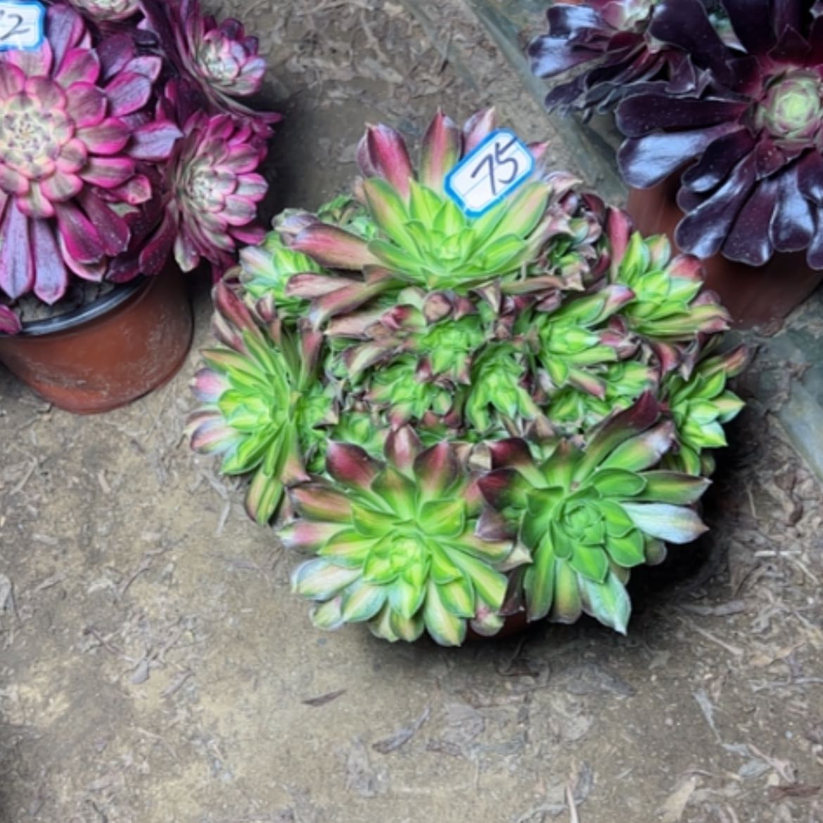 【闪购商品】多肉植物绍华75