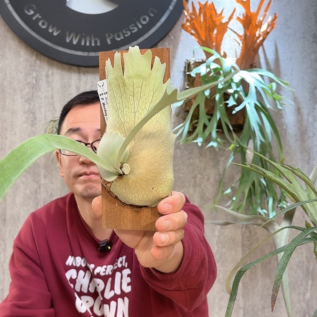 不开花植物春野花园北猴鹿角蕨书签板