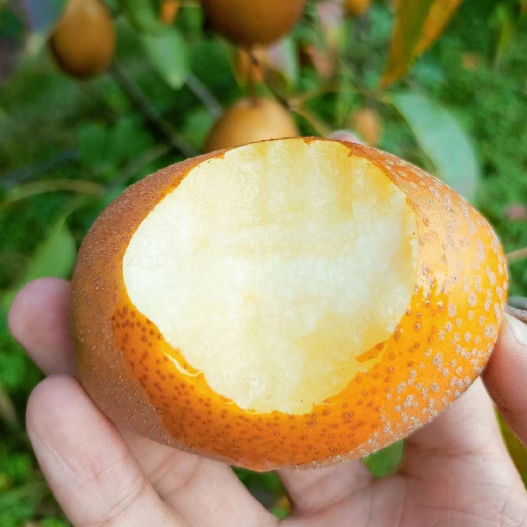 正宗洛宁金珠沙梨小红梨新鲜现摘现发水果