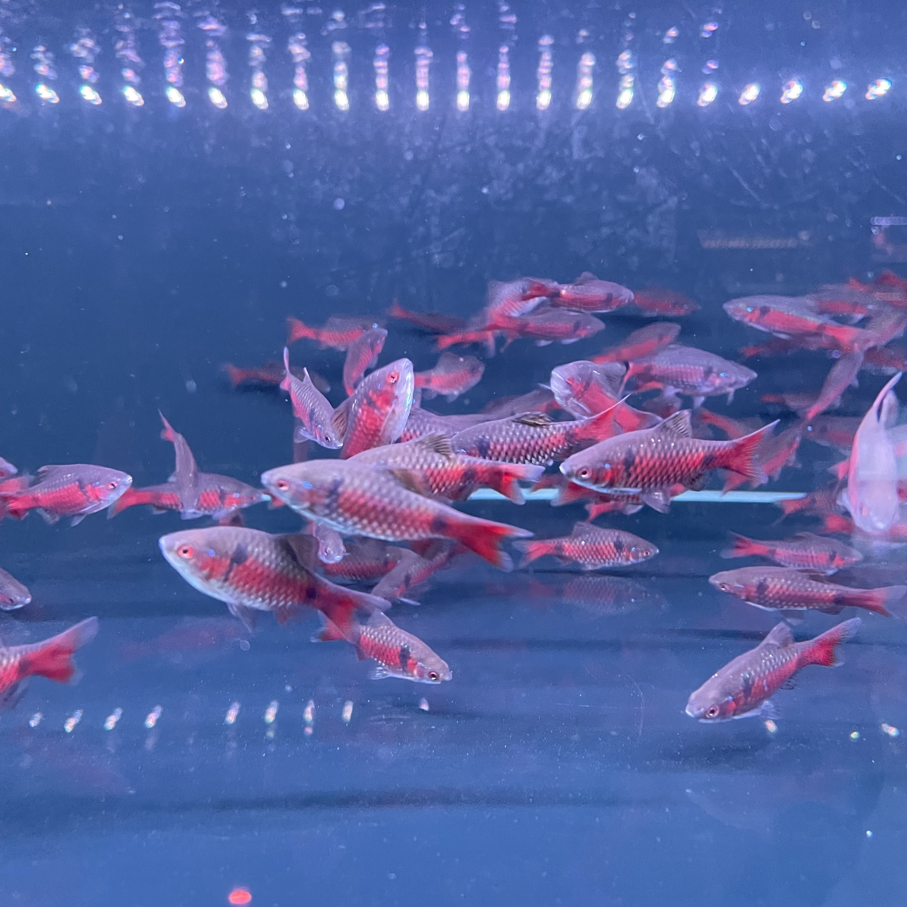 （钻石彩虹鲫）小型广温鱼皮实好养～自然发色