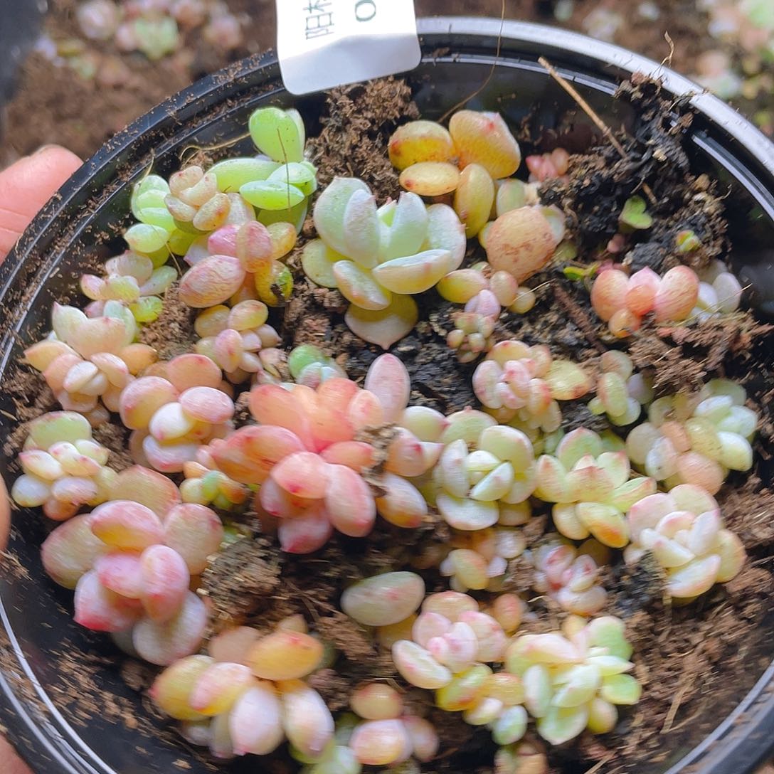 多肉植物多肉植物393