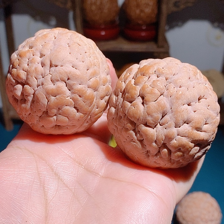 野生三瓣脑纹大金刚4851