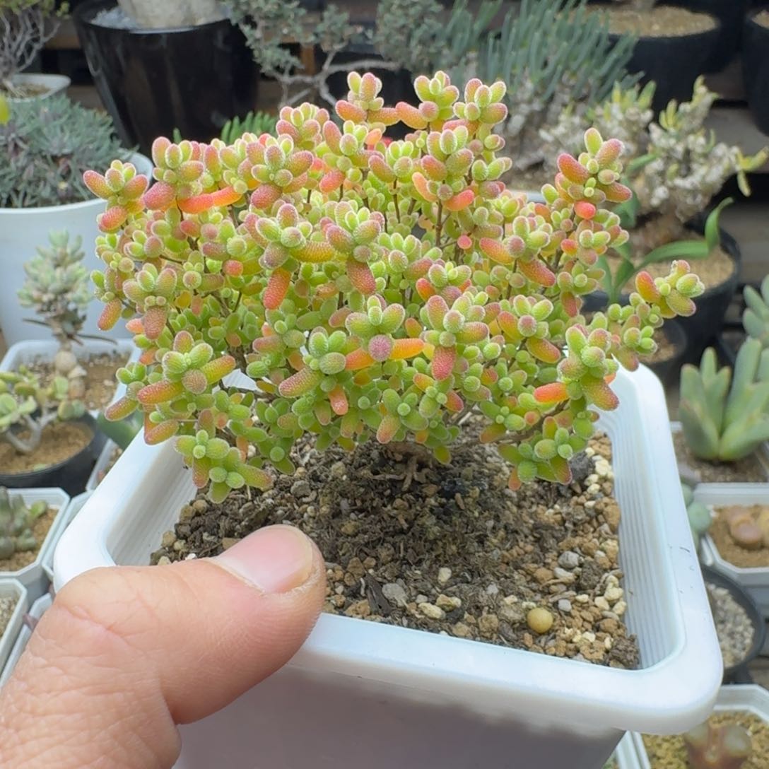 蜜橘糖球多肉。            