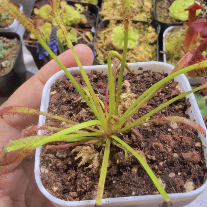 好望角王炸一颗捕虫堇