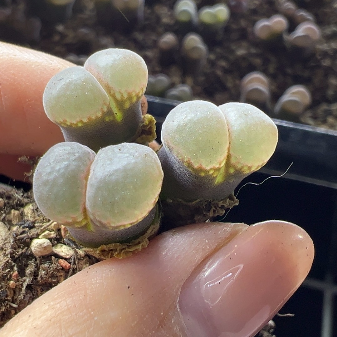 青***儿392特特特特特特特特
