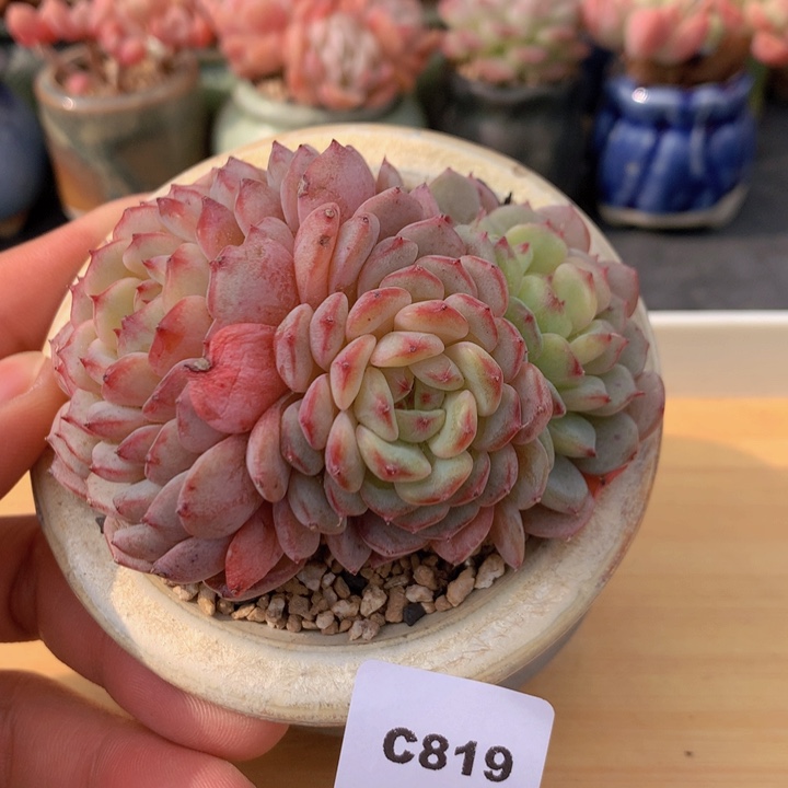 一物一拍满38包邮 C819