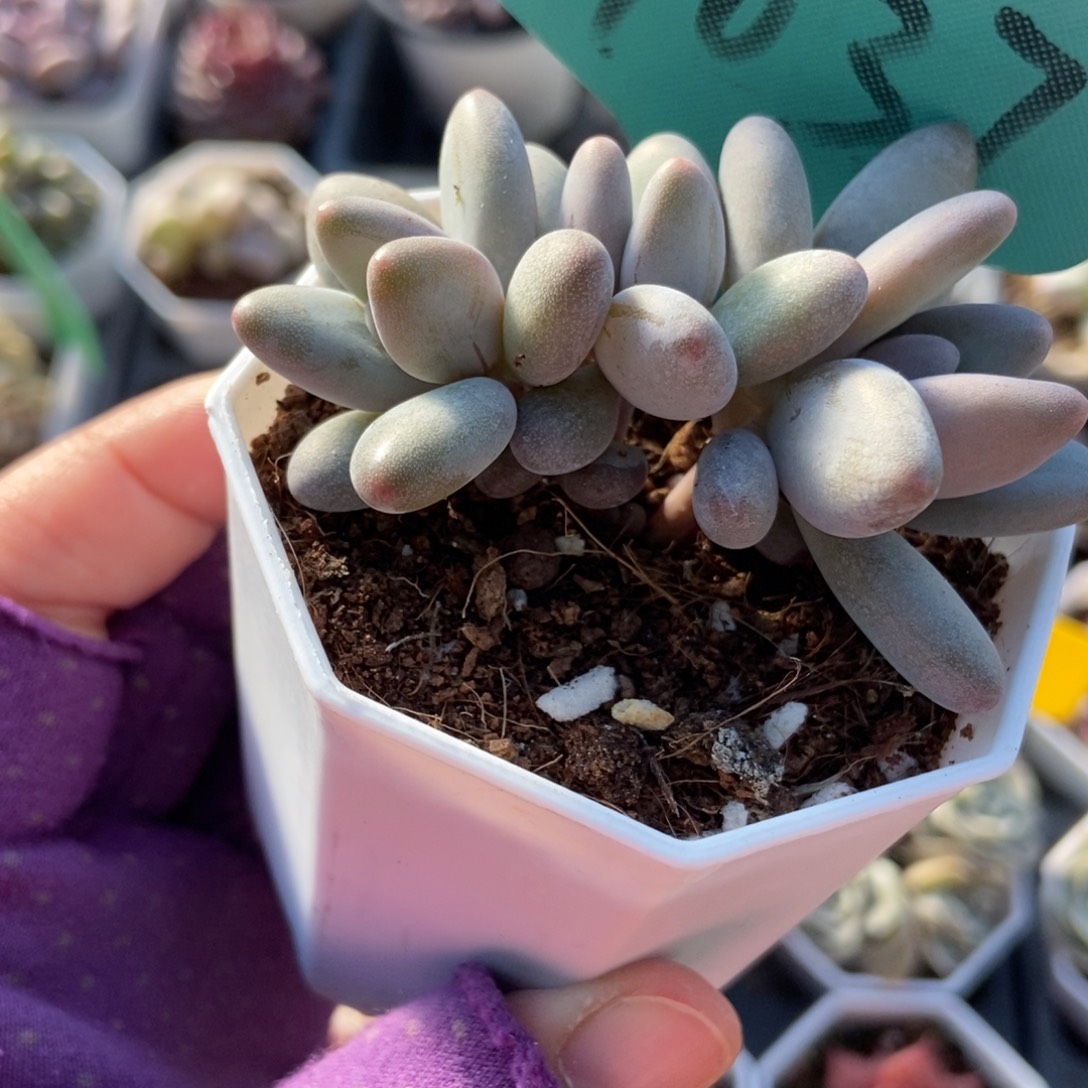 7037白兰地多肉植物