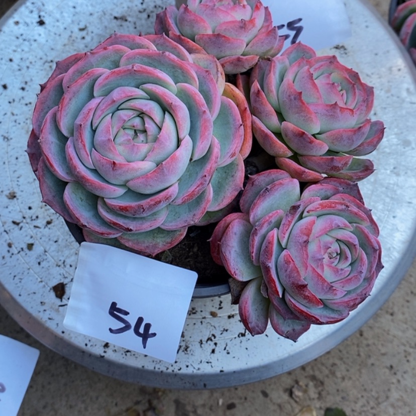 【闪购商品】3****姍多肉植物的