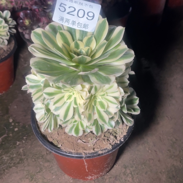 5209迈巴赫的的多肉的人