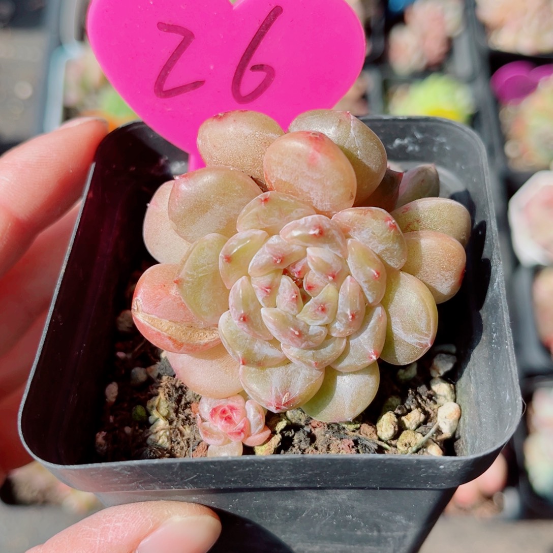 26号小老桩珍妮双头