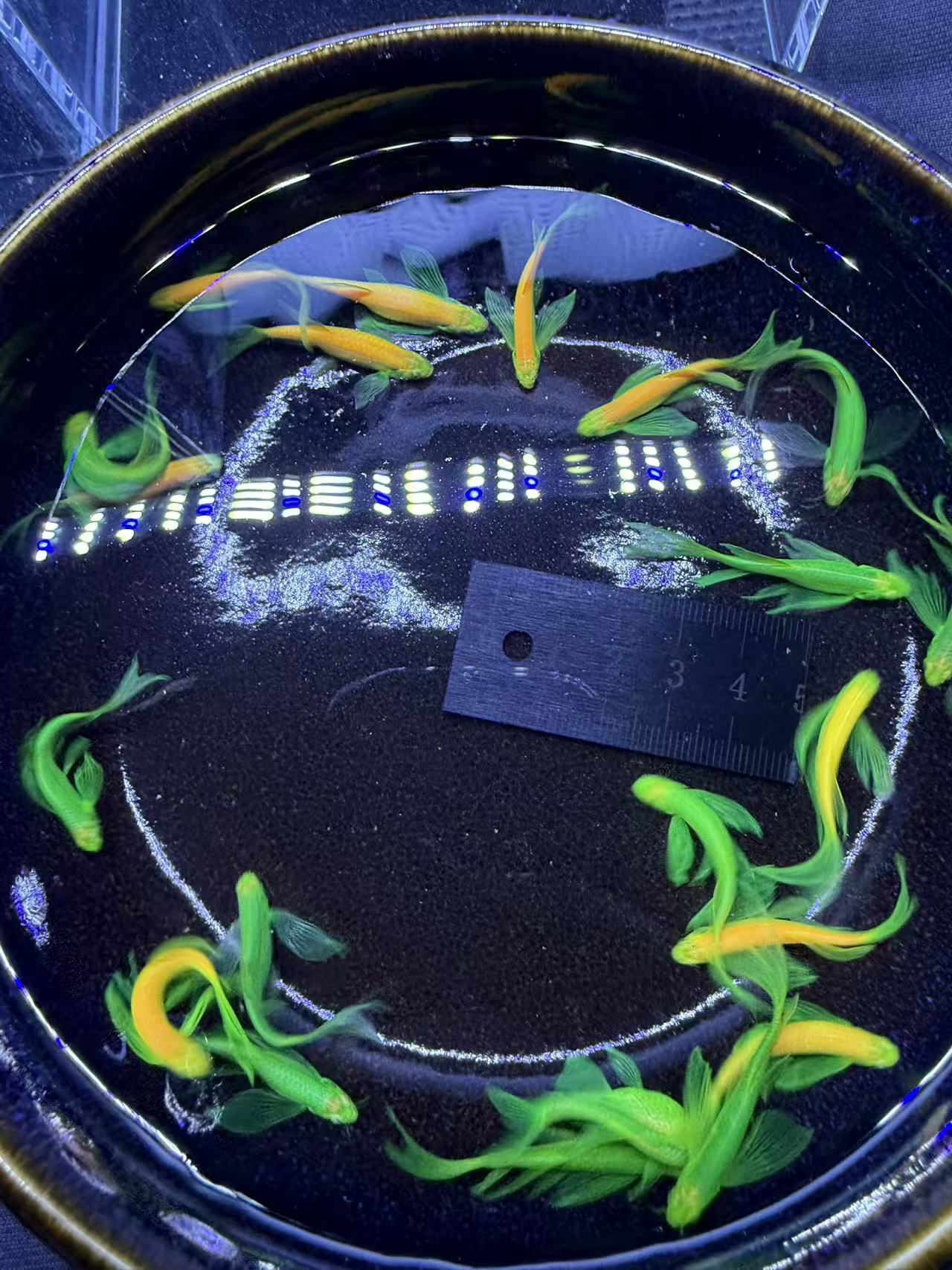 蝶翼长尾斑马鱼淡水好养耐活