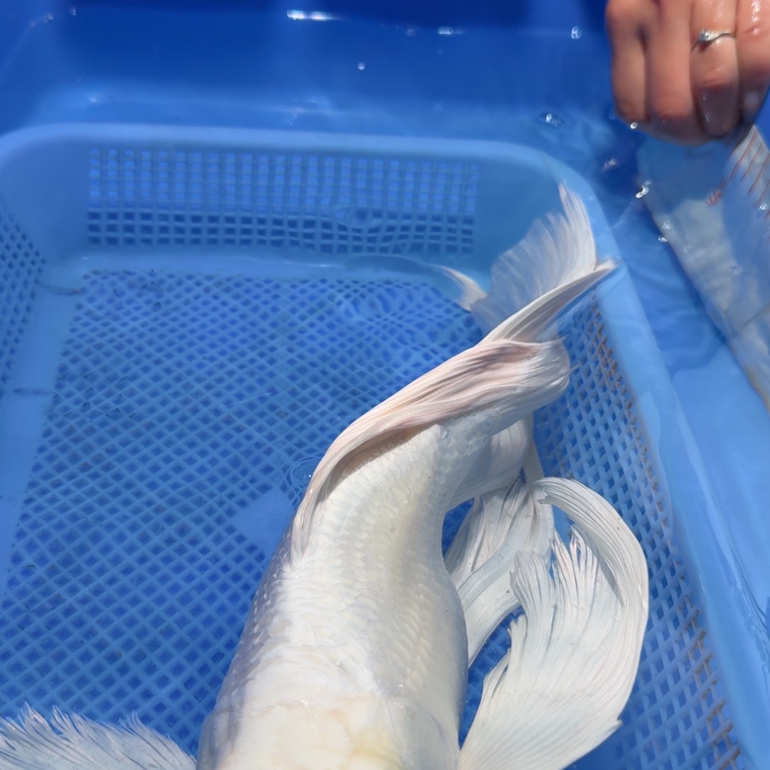 蝴蝶里观赏鱼白蝴蝶