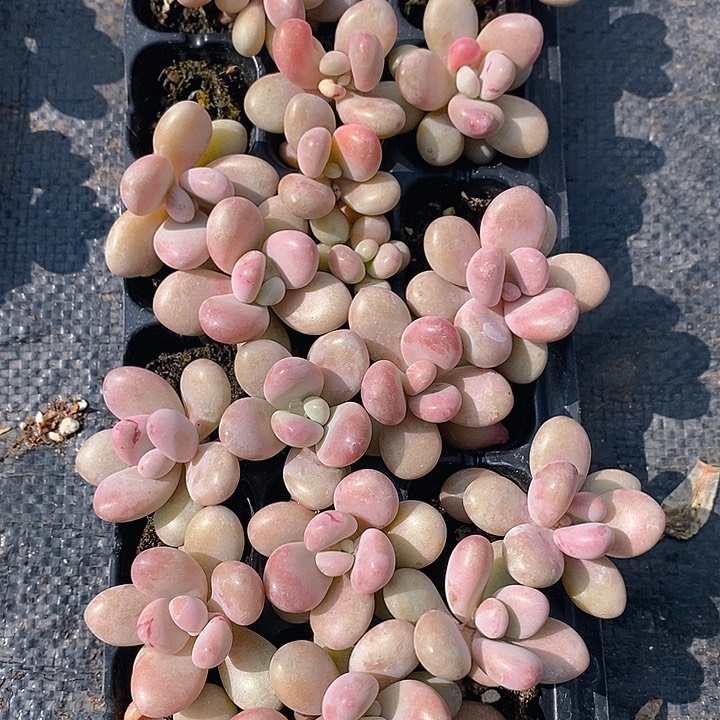 178 多肉植物盆栽花卉盆栽