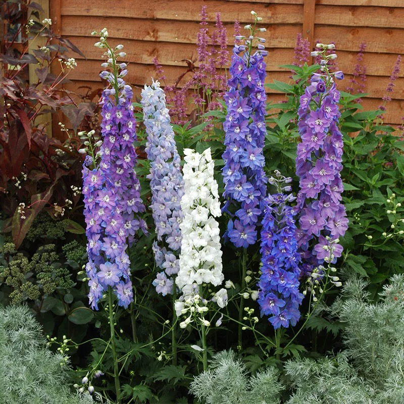 多年生大花飞燕草盆栽耐寒耐热适合庭院阳台易种活花卉