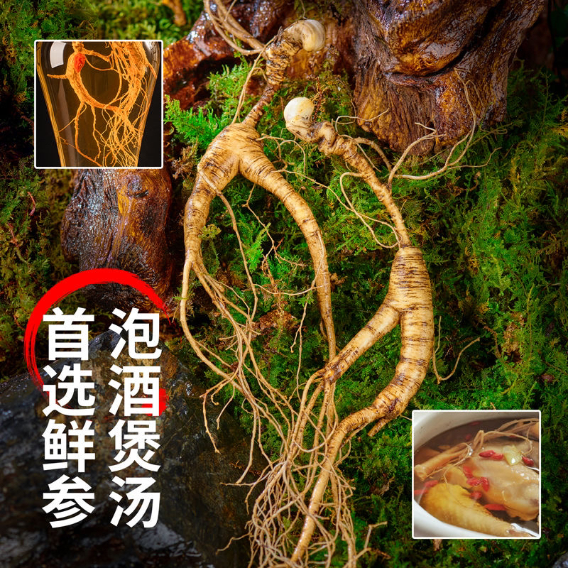 长白山新鲜林下参可煲汤泡酒 直播间实物为准 谨慎下不退换