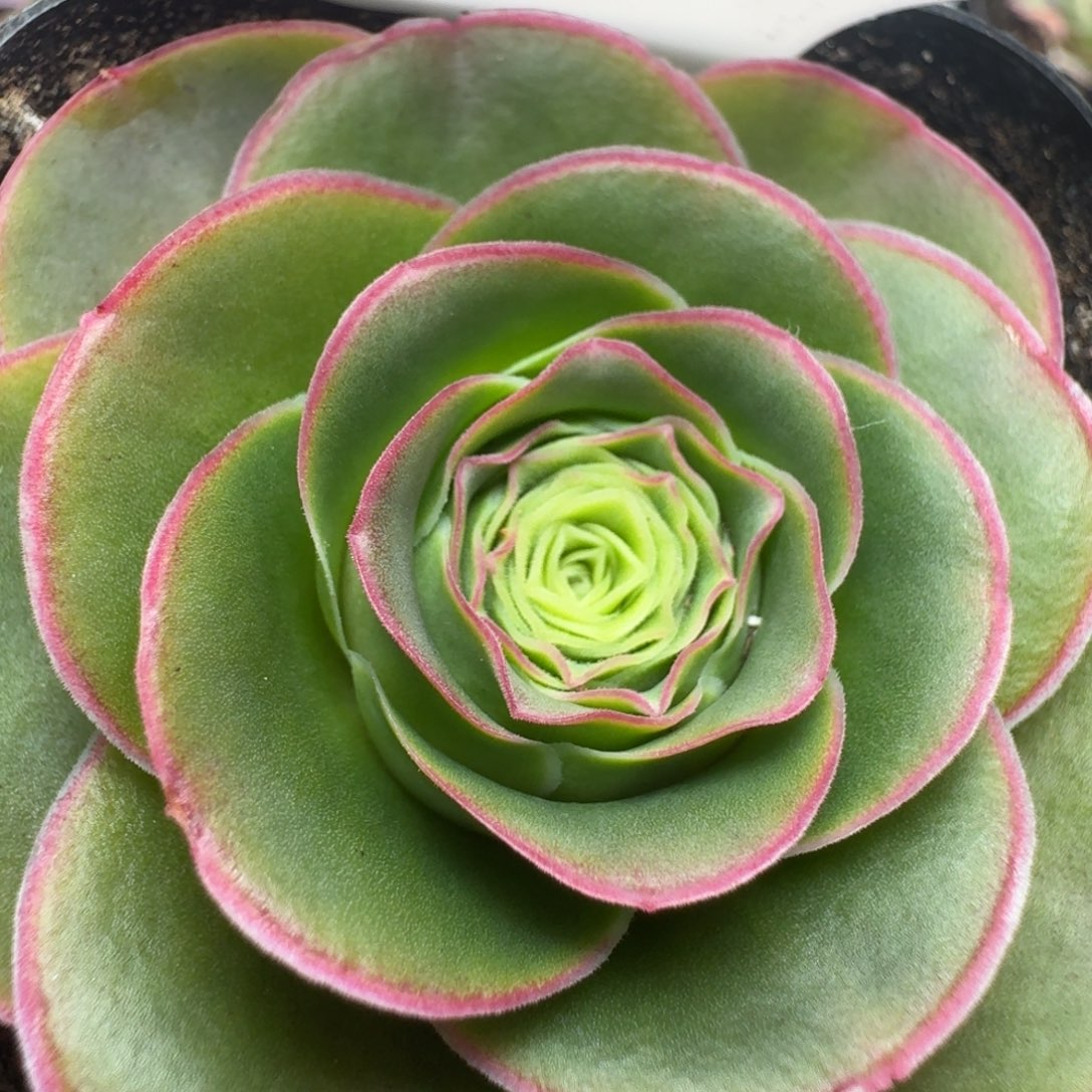 楹楹-786蒂娜-冠幅  5.5cm