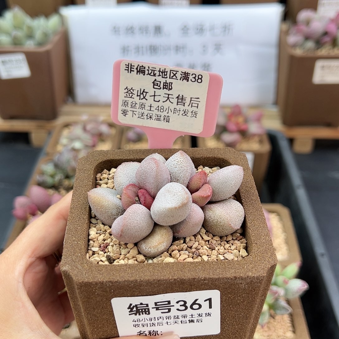 361甜心多肉植物