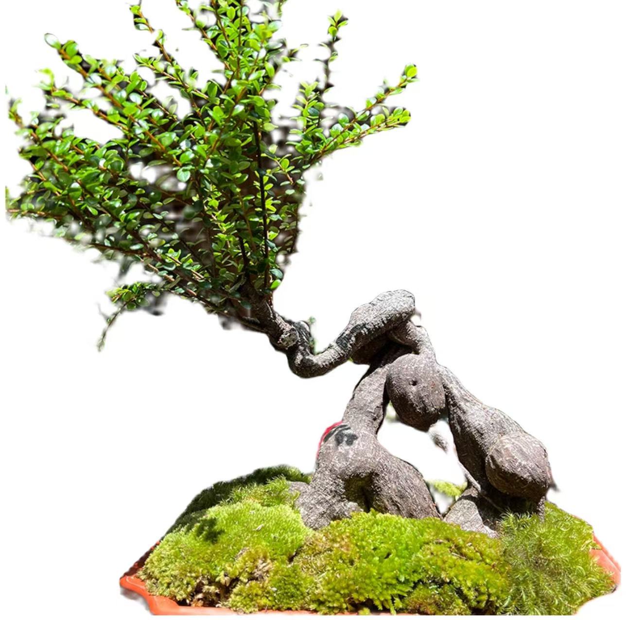 红花米叶五翅莓（一物一拍）