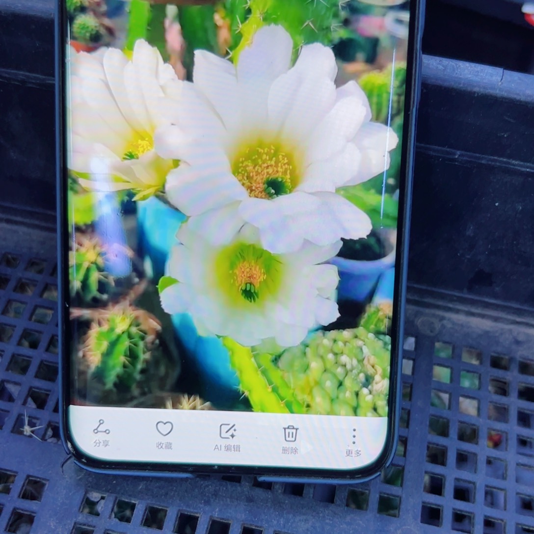 下73白花美花角歪无根侧芽4公分左右20包邮